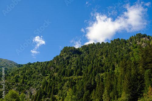 Forest in the Alps - Tu  da  France