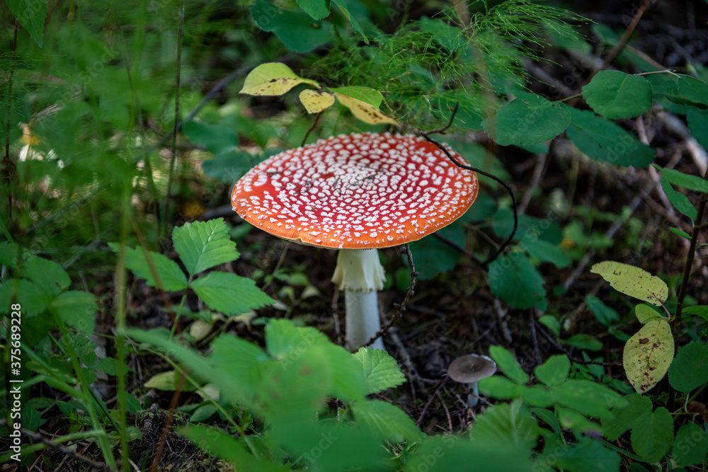 a beautiful mushroom emerged from the grass in a forest glade a beautiful mushroom emerged from the grass in a forest glade