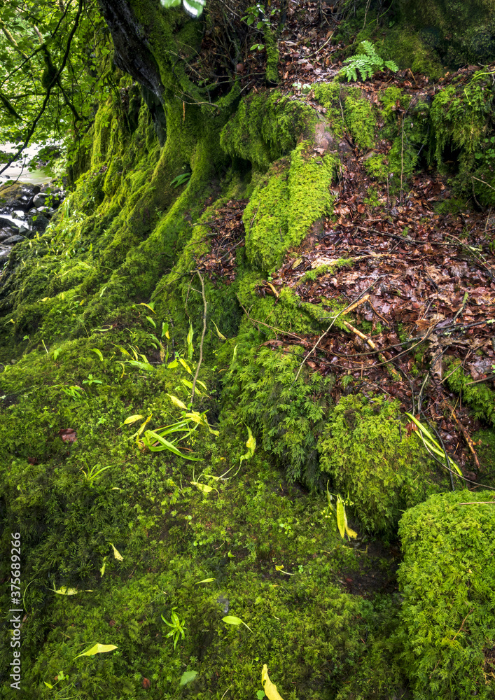 Moss covered river bank, River Calder, Renfreshire, Scotland, UK