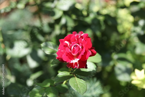 red rose in garden, flowers, leaf, petal, bud, floral, petals, leaves, romance, bush
