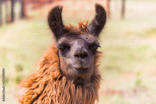 llama in the zoo