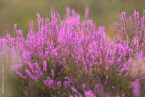 Blooming wild pink violet heather flowers in forest at autumn day. Landscape plant heather, national Scottish flora. Colorful traditional October flower, blossom in the north of Europe, Luneburg Heath