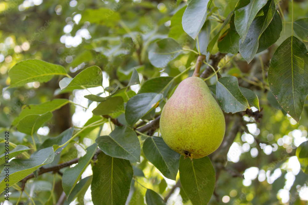 Ripe pear on the tree, organic orchard