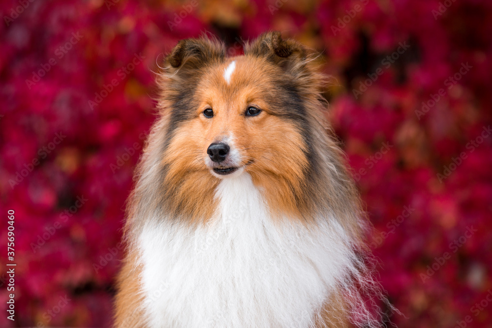 Autumn portrait of cute and smiling shetland sheepdogs with colorful red leafs background. Nice and beautiful sheltie outdoors on sunny autumn day. Little sable and white lassie dog, small collie 