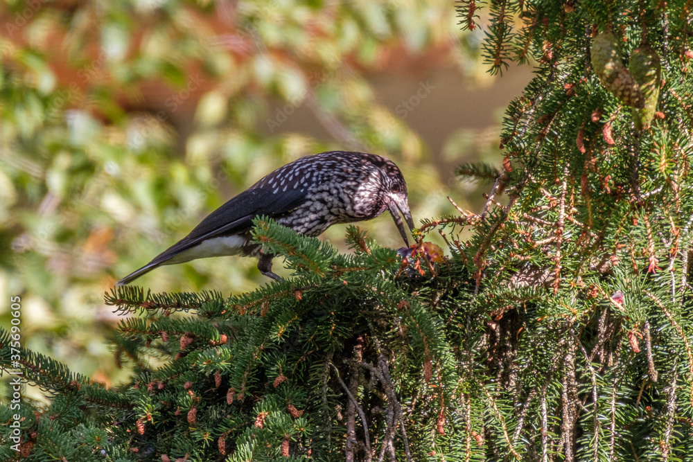 Spotted nutcracker bird on a Pinus cembra tree in the Alps foto de