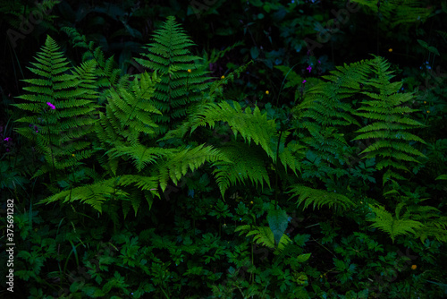 fern bracken in the woods