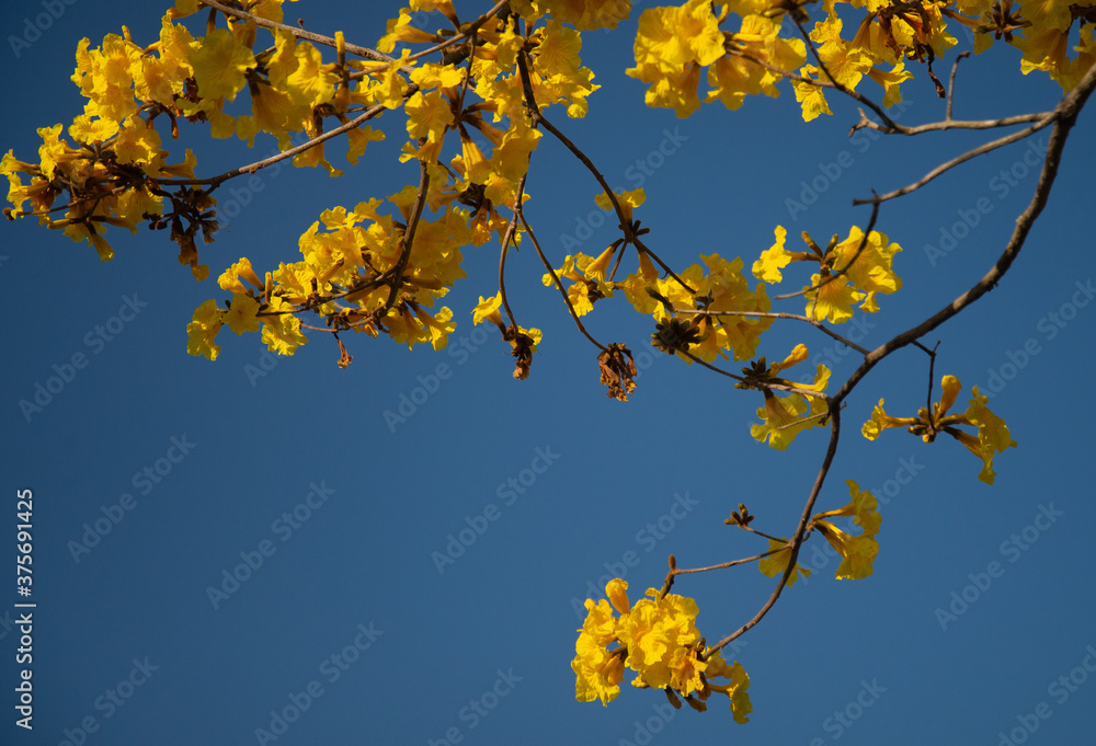 Handroanthus albus (Ipê-amarelo) Handroanthus albus (Ipê-amarelo)