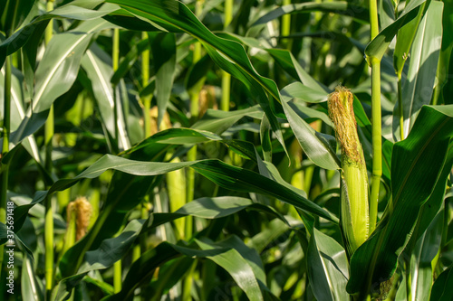 Background of green BIO organic corn field farm agricuture with summer blue sky