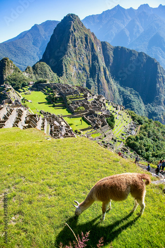 Llama in the foreground in Machu Picchu