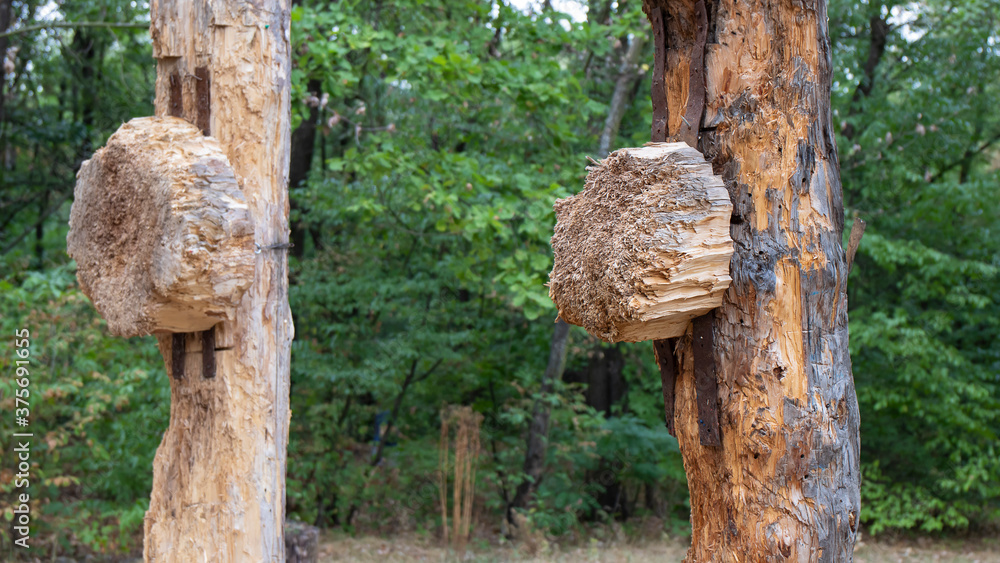 Fototapeta premium Wooden roughly hewn pillars with targets for throwing knives in the middle of the Ukrainian forest. Sports makeshift playground. 