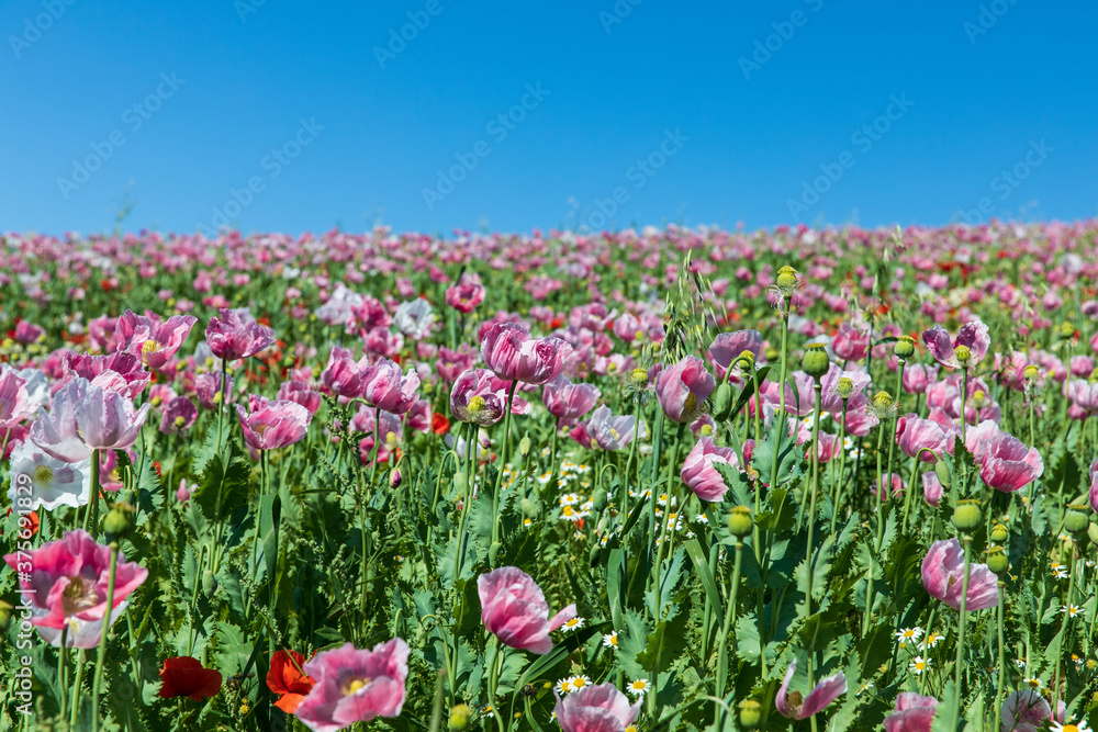 Mohnblumen 105 Mohnblumen 105