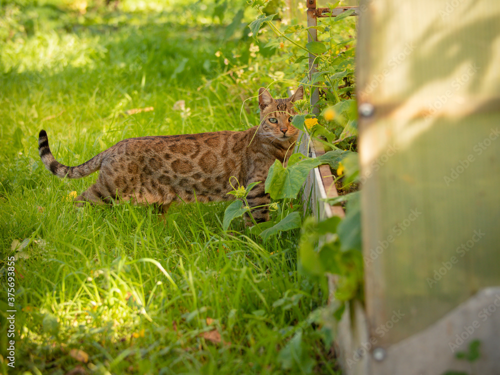 Fototapeta premium Bengal cat posing. cat of Bengali breed. Young domestic cat. Exhibition animal.