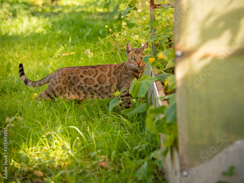 Bengal cat posing. cat of Bengali breed. Young domestic cat. Exhibition animal.