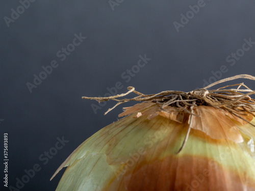 Partial Yellow Onion