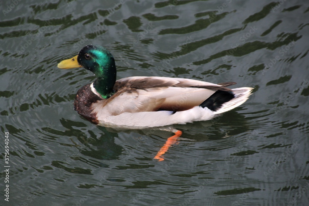 Fototapeta premium Mallard duck on the lake