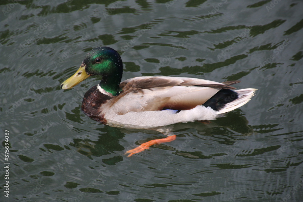 Fototapeta premium Mallard duck on the lake