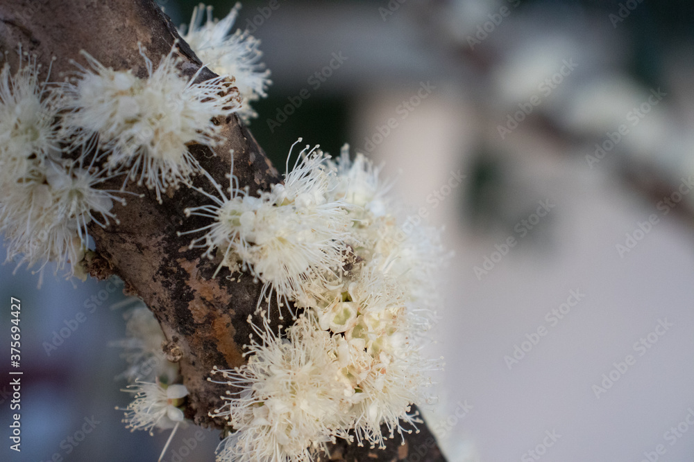 Obraz premium Brazilian Grape