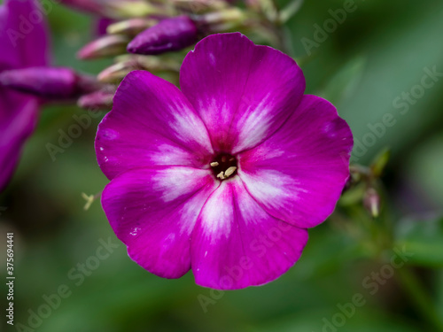 Closeup of a single pretty pink flower of Phlox paniculata, variety Velvet Flame, in a garden