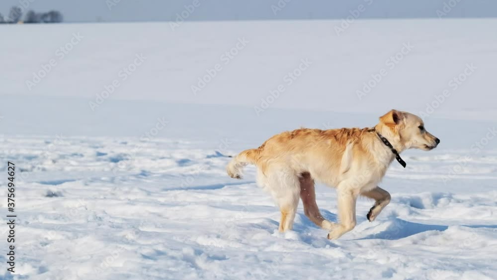 Cute dog playing with toy ring in grainy snow Cute dog playing with toy ring in grainy snow