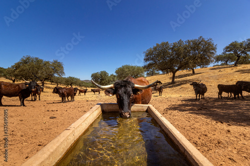 Cattle drinking fresh water at farmland countryside landscape, in Alentejo tourist destination region, Portugal. photo