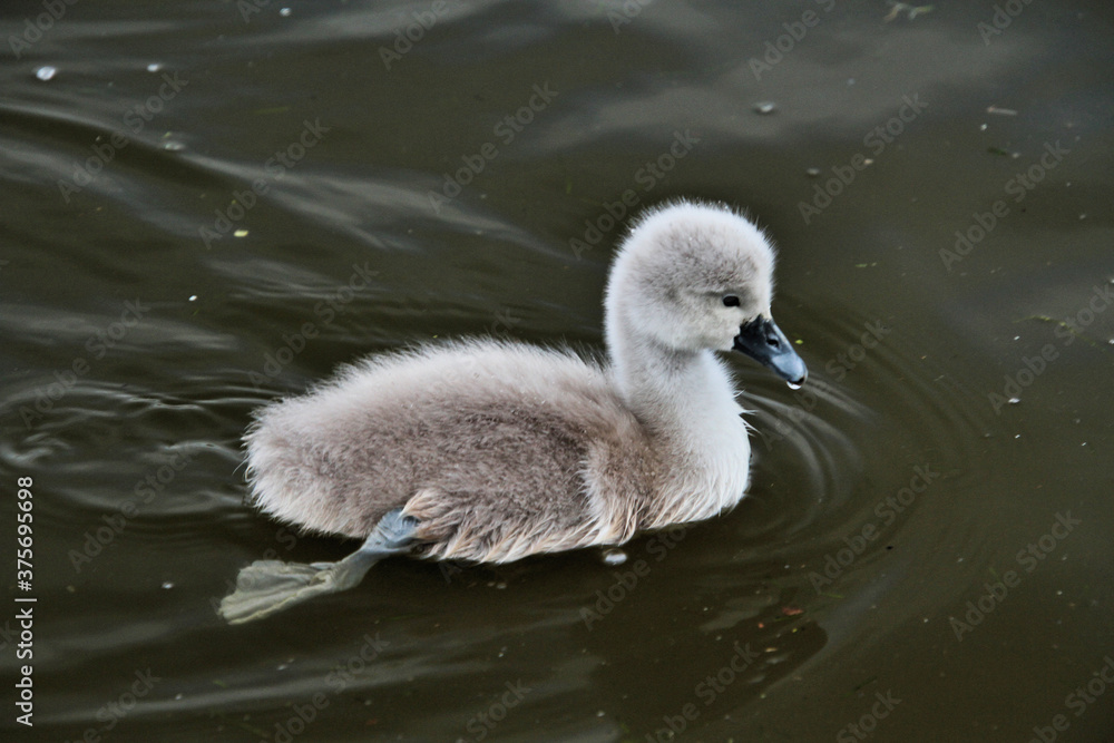 A Mute Swan Cygnet in the water