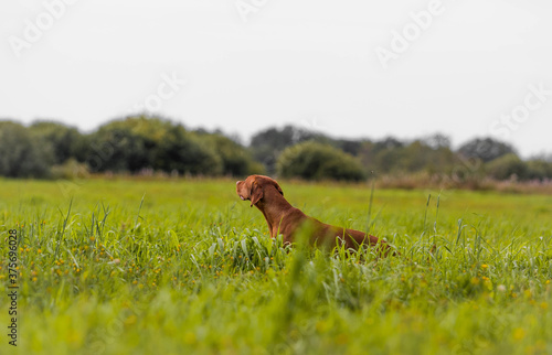 vizsla dog in the field