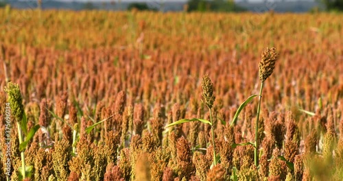 two stalks of milo stand out in field of ripening red heads