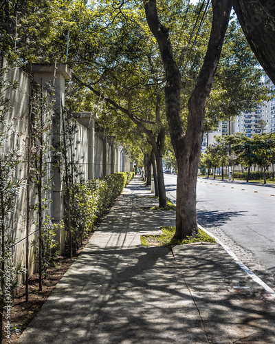 Natureza na Avenida Cassandoca - Mooca / SP photo