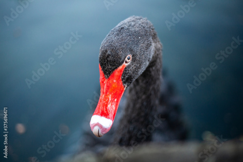 Fototapeta Naklejka Na Ścianę i Meble -  Black swan with a red beak. Close-up.