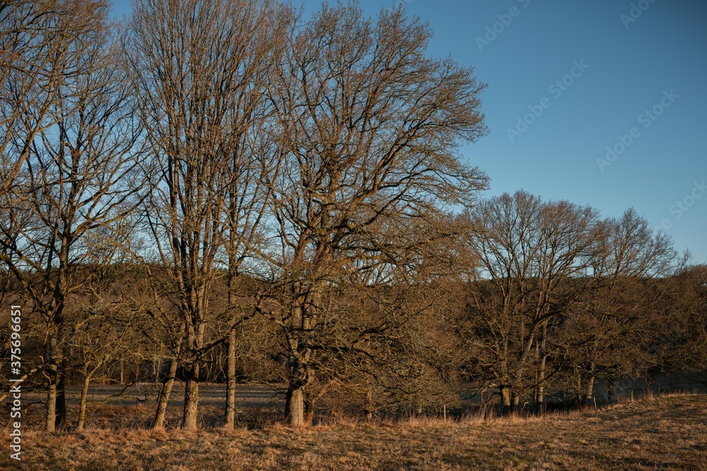 A row of oak trees on the edge of a field in early spring without any leafs. The photo is taken in early morning. Yellow sunlight is illuminating the scene. The field is bare and frozen. A row of oak trees on the edge of a field in early spring without any leafs. The photo is taken in early morning. Yellow sunlight is illuminating the scene. The field is bare and frozen.