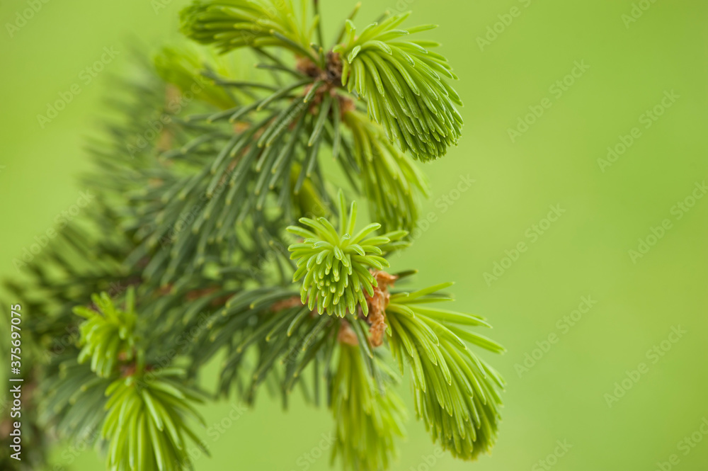 Branch of spruce tree with young shoots
Branch of spruce tree with young needles. Macro.
Branch of spruce tree with young shoots
Branch of spruce tree with young needles. Macro.