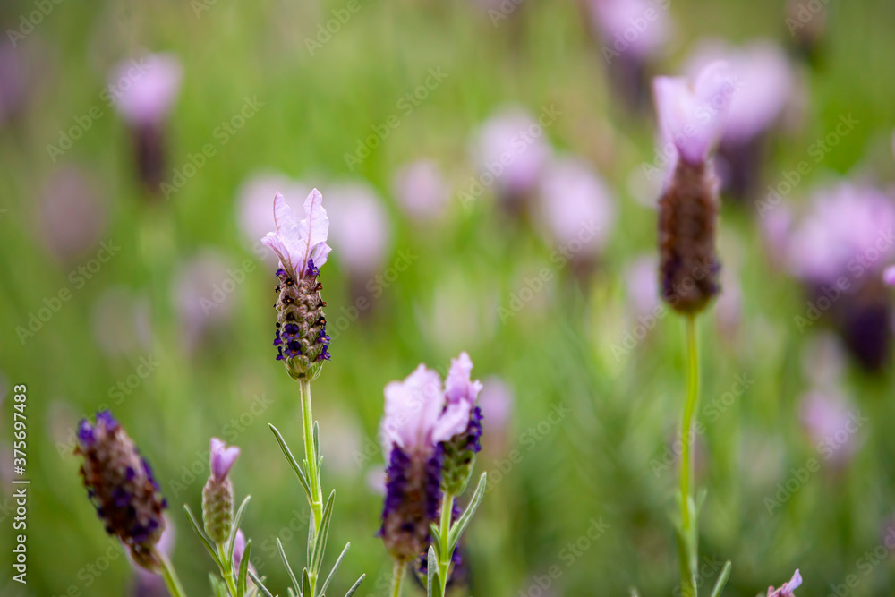 Close up shot of many French lavender blossom Close up shot of many French lavender blossom