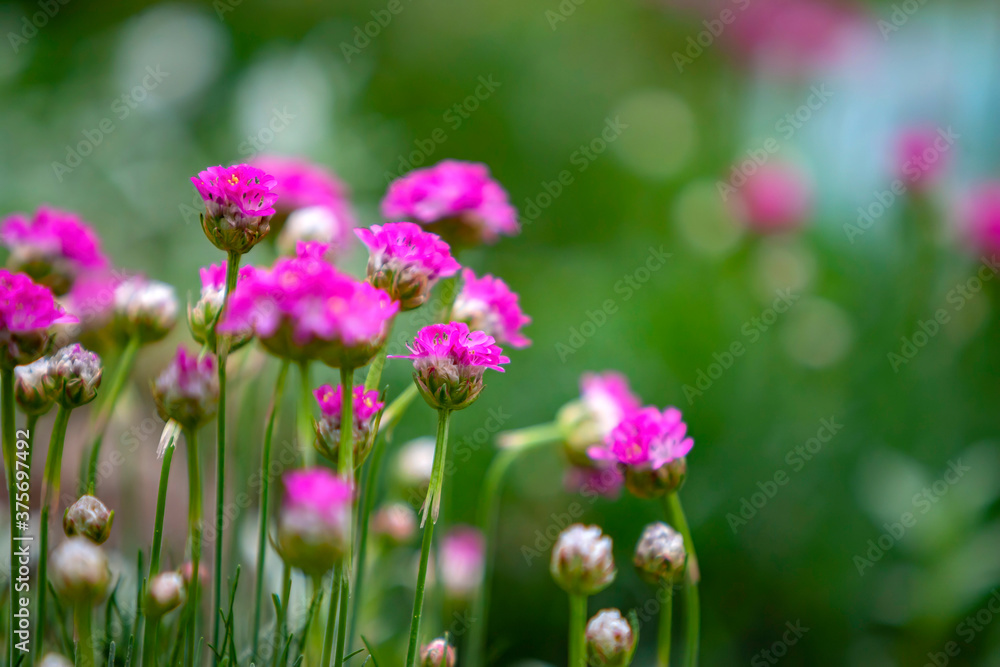 Close up shot of many Sea thrift blossom