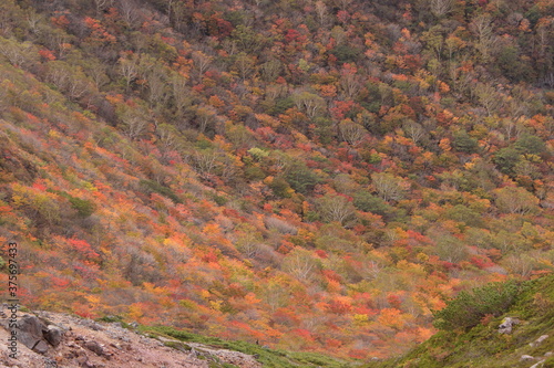  活火山の谷を埋め尽くすカラフルな紅葉樹林