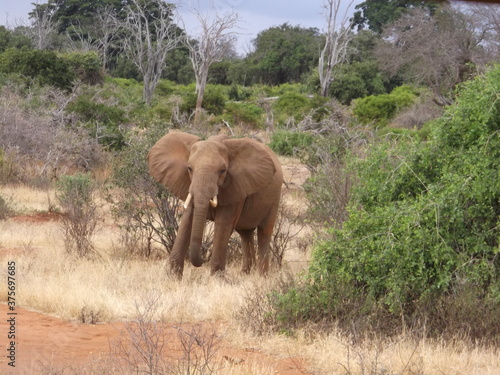 Canvas Print elephants in the wild