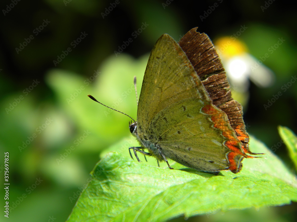 Close up shot of a Heliophorus epicles butterfly on a leaf Close up shot of a Heliophorus epicles butterfly on a leaf