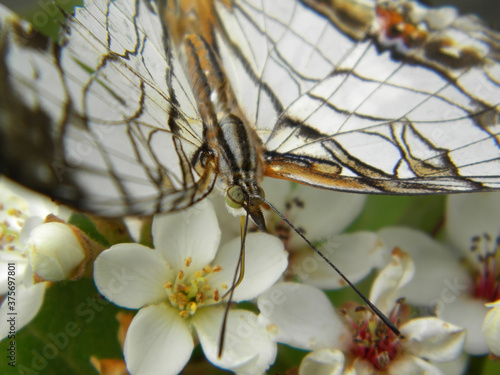 Close up shot of a Common mapwing eating a flower photo