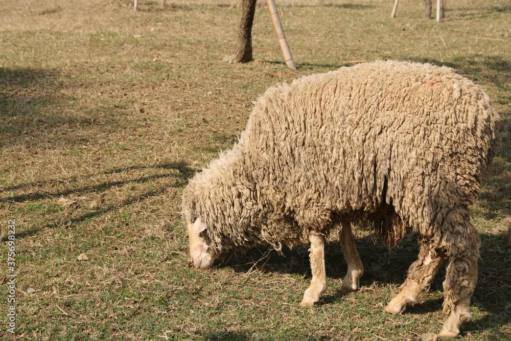 Close up shot of a cute sheep in Green Forest Close up shot of a cute sheep in Green Forest