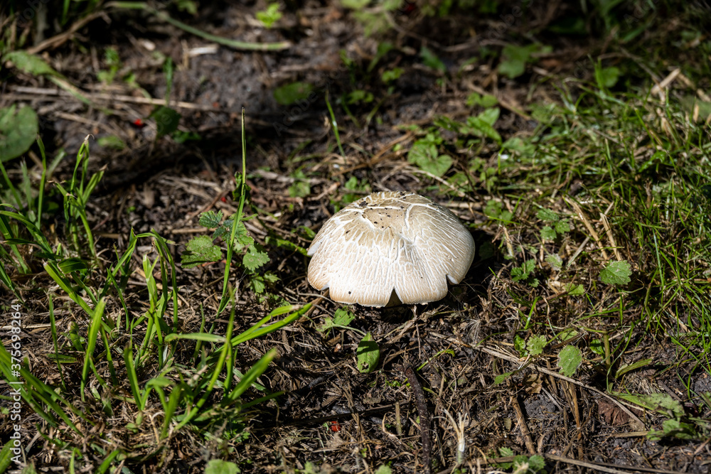 porcini mushroom on green grass in city park porcini mushroom on green grass in city park