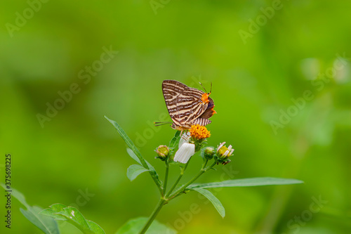Close up shot of spindasis butterfly on a flower