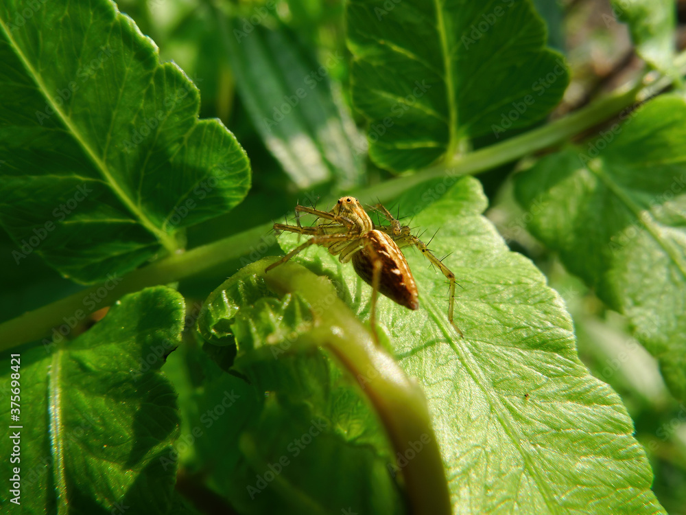 Close up shot of a Striped lynx spider on a leaf Close up shot of a Striped lynx spider on a leaf