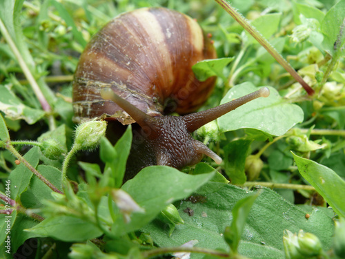 Close up shot of a snail crawling on ground