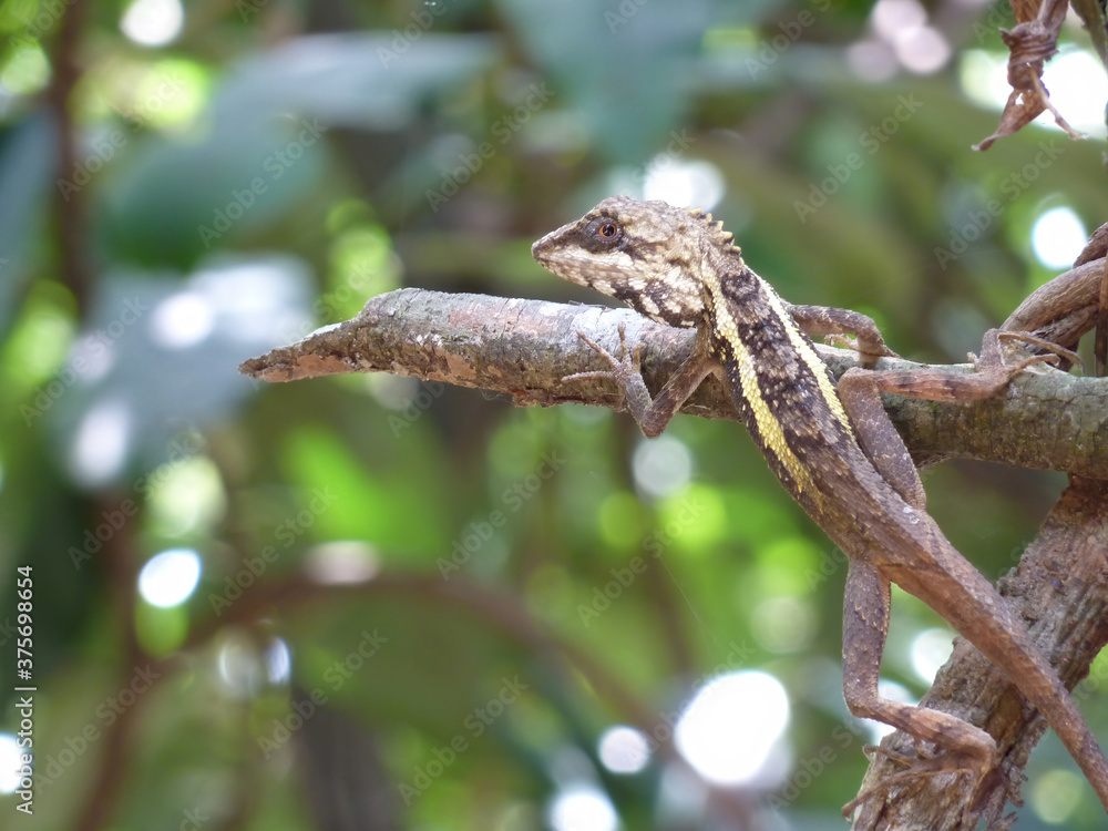 Close up shot of a Chameleons at Kenting National Park