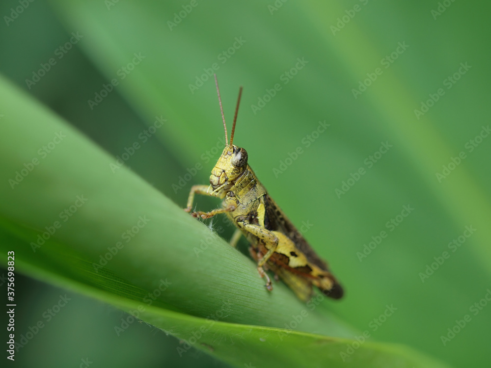 Close up shot of grasshopper in Queens Town Close up shot of grasshopper in Queens Town