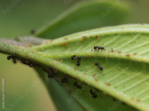 Close up shot of many ants and Aphids in Queens Town