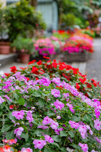 Close up shot of many Impatiens walleriana blossom