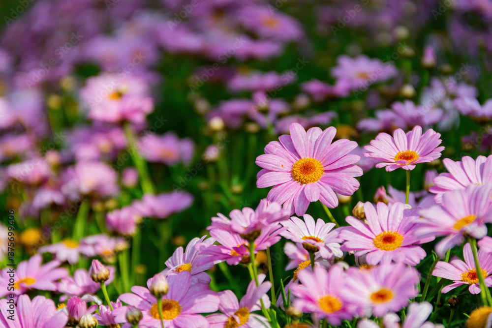 Close up shot of many purple daisy blossom Close up shot of many purple daisy blossom