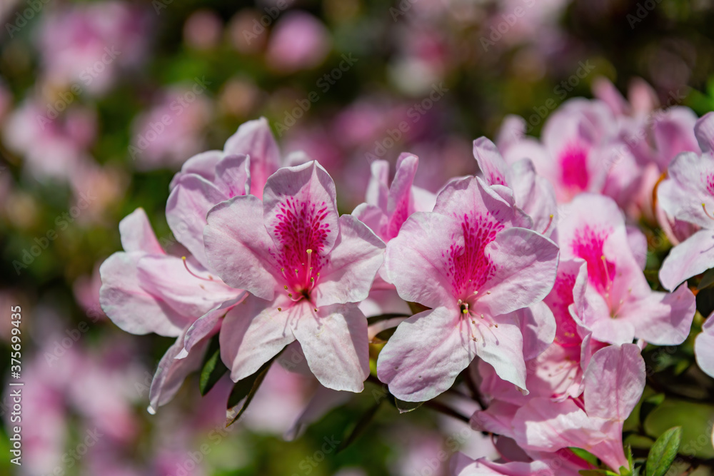 Close up shot of the beautiful Azalea blossom Close up shot of the beautiful Azalea blossom