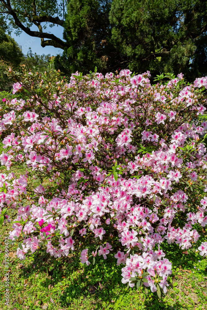 Close up shot of the beautiful Azalea blossom Close up shot of the beautiful Azalea blossom