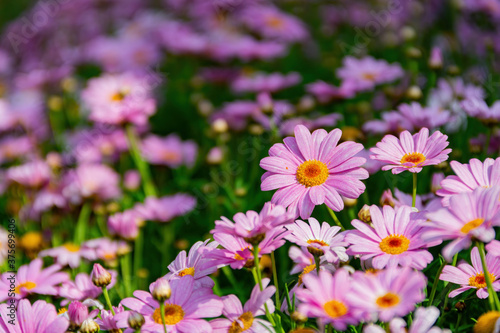 Close up shot of many purple daisy blossom